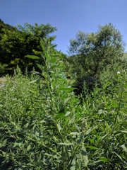 Chenopodium betaceum