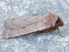 Protolampra rufipectus