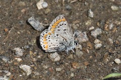 Aricia agestis