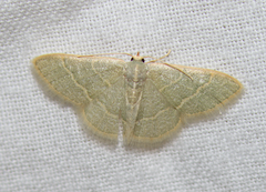 Chlorochlamys appellaria