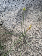 Carex straminiformis