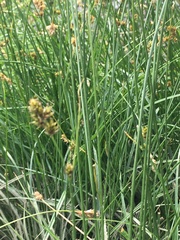 Carex straminiformis