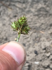 Carex straminiformis