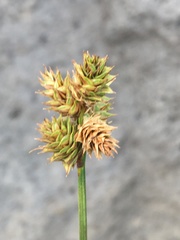Carex straminiformis