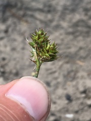 Carex straminiformis