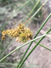 Carex straminiformis