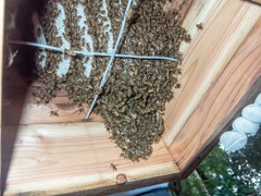 Apis cerana japonica