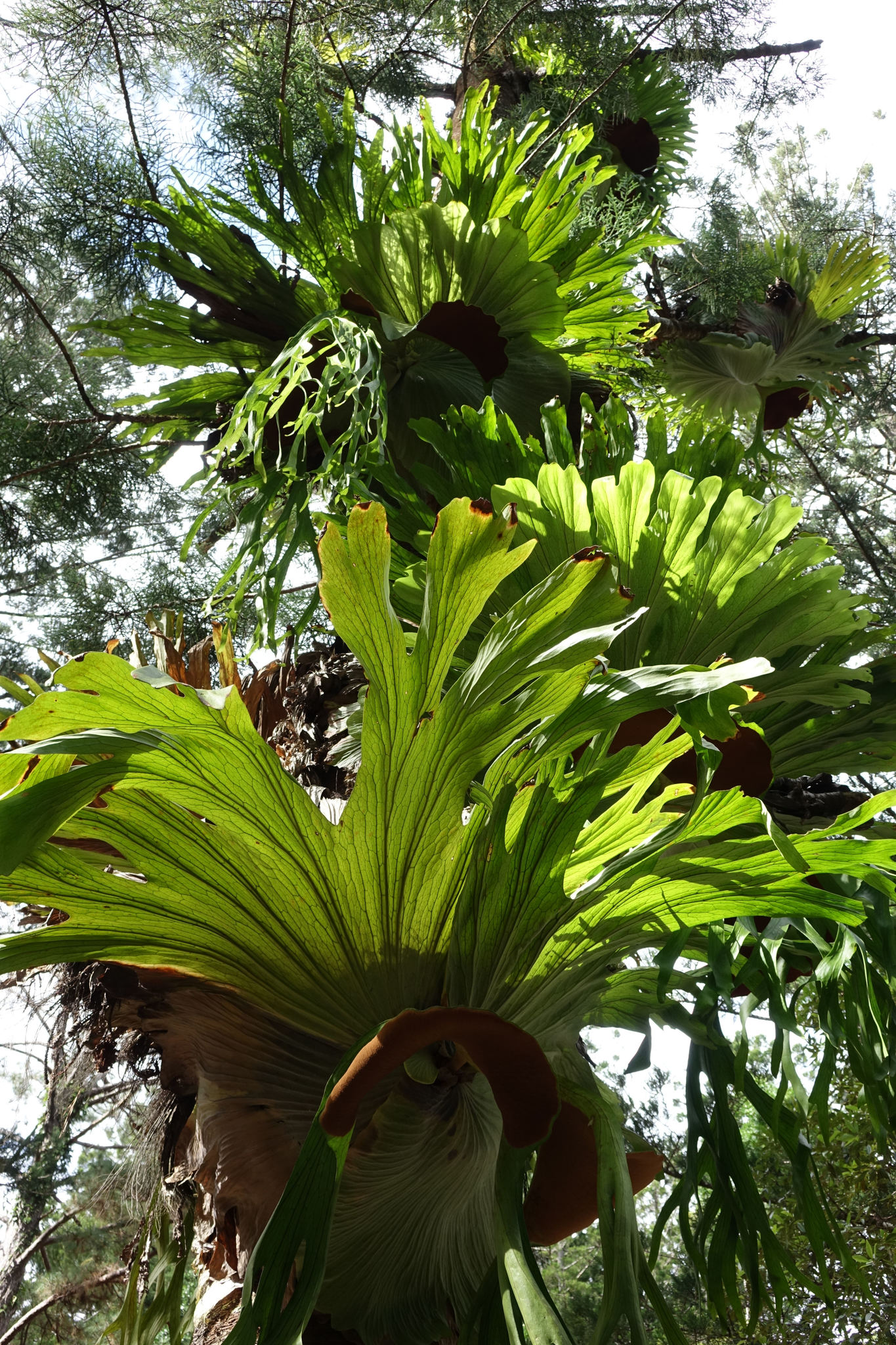 Platycerium superbum