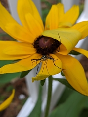 Toxorhynchites rutilus septentrionalis