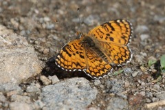 Melitaea ornata