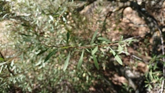 Rhamnus lycioides