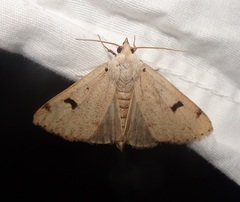 Scolecocampa atriluna