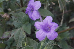 Ruellia occidentalis