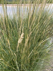 Elionurus tripsacoides