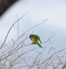 Eupsittula cactorum