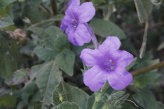 Ruellia occidentalis