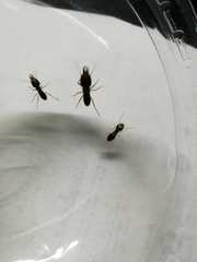 Macrotermes carbonarius