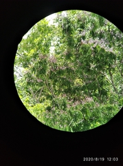 Lonchocarpus atropurpureus