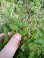 Vaccinium myrtillus