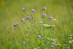 Centaurea micrantha