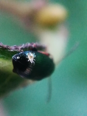 Acaridae