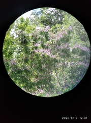 Lonchocarpus atropurpureus