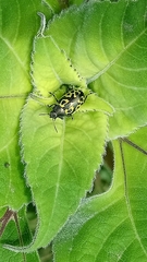Zygogramma signatipennis