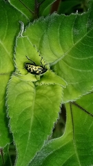 Zygogramma signatipennis
