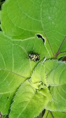 Zygogramma signatipennis