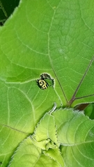 Zygogramma signatipennis