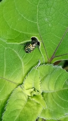 Zygogramma signatipennis