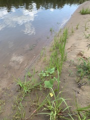Eragrostis japonica