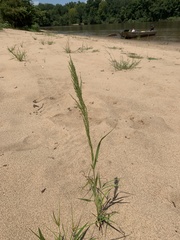 Eragrostis japonica