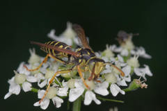Polistes gallicus