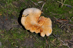 Cantharellus pallens