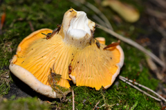 Cantharellus pallens