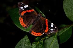 Vanessa atalanta