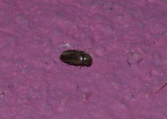 Mesocoelopodinae