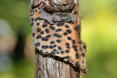 Diatrype disciformis