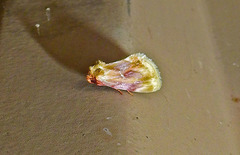 Chamaeclea basiochrea