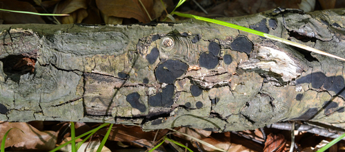 Biscogniauxia nummularia image