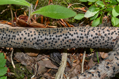 Diatrype disciformis