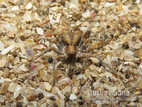 Bacillocnemis anomala