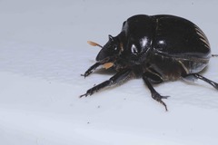 Dichotomius carolinus