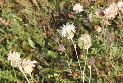 Centaurea scabiosa apiculata