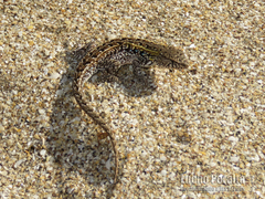 Liolaemus wiegmannii