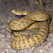 Prairie Rattlesnake - Photo (c) bryan-maltais, some rights reserved (CC BY-NC), uploaded by bryan-maltais