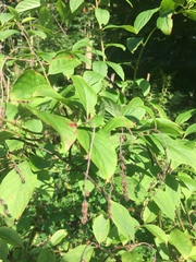 Itea