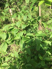 Itea
