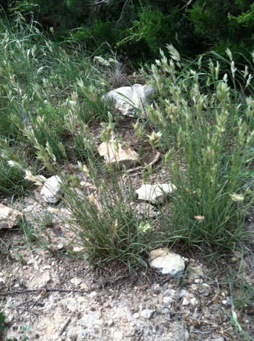 Hairy Erioneuron (plants Of John Martin Reservoir State Park) · Inaturalist